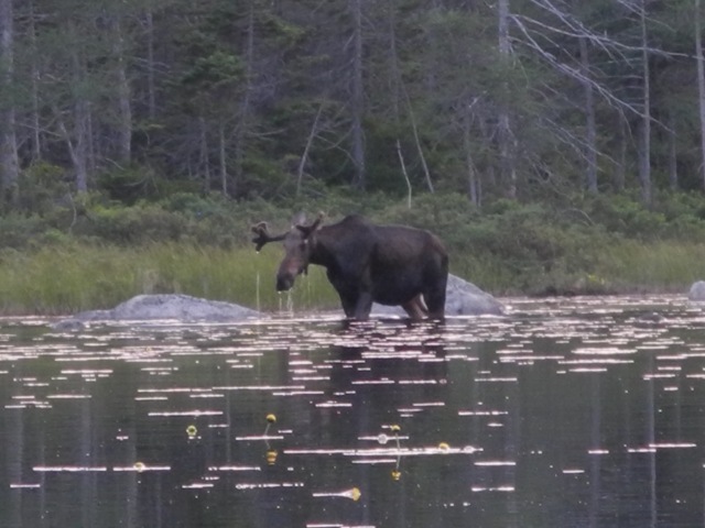 2016-07-17 19-48-26-Appalachian-Trail-496-Moose-in-Ethan-Pond-GOOD.jpg
